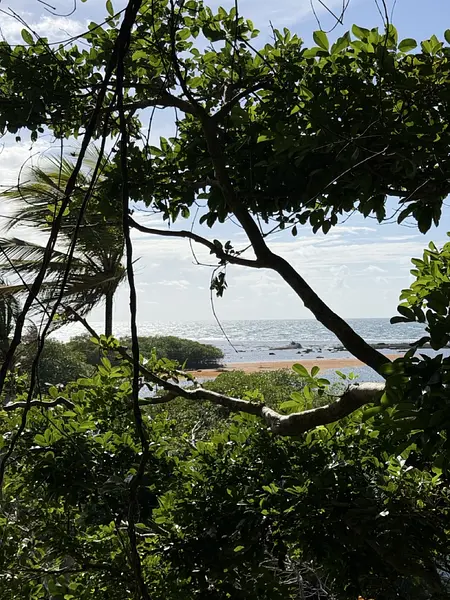Panama is a JUNGLE